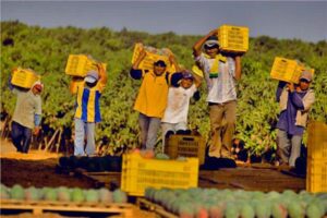 báscula digital para agricultores